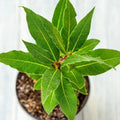 Bay Leaf Plant, Bay Laurel Tree Live Plant, 1 Year Old Laurus Nobilis, 8"-10" from Bottom Pot, Fragrant, Zone 8-11 for Indoor Outdoor Planting