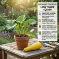 2 Yellow Zucchini Plants for Planting, Hardy Squash Plant in 4'' Pot, Live Zucchini Plants, 4-6 Inches Tall, 2 Plants per Pot, Well-Rooted
