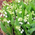 Lily of the Valley Plant Live for Planting, 6 May Lilies Bare Roots, Sweet Fragrant and Weeping White Flowers for Spring Blooms