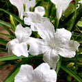 4 Mexican Petunia Live Plants 4–7 Inches Tall, Mexican Petunia Flowering Plants for Borders, Beds or Landscape (White)