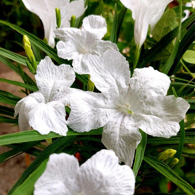 4 Mexican Petunia Live Plants 4–7 Inches Tall, Mexican Petunia Flowering Plants for Borders, Beds or Landscape (White)