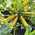 Yellow Summer Squash Live Plant in 4 Inch Pot, 4-6" Tall Zucchini