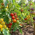 Mix Color Cherry Tomato Live Plants, 2 Plant Per Pot