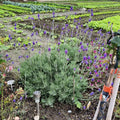 4 Lavender Plants Live Outdoor Indoor, Cold Hardy Fragrant Perennial Herb for Garden and Landscape, 4-8 Inch Tall (Blue Lavender)