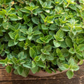 Greek Oregano Live Plant 3" Pot, Green Oregano Leaf Plant, Fragrant Herb Seedlings Grow Indoor Outdoor