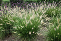 1 Hameln Dwarf Fountain Grass Plant Live for Planting, Dwarf Grass Perennial Garden 4 Inch Pot