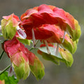 2 Shrimp Live Plants, Shrimp Plant Live, Justica Brandegeana Plant from 5 Inches Tall Seedling