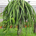3 Dragon Fruit Cuttings, White Dragon Fruit Plants Live from 10 to 12 Inches Long, Dragon Fruit Live Plants