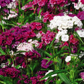 1 Assorted Dianthus Live Plant in Pot, Dianthus Carnation Perennial Plant Live, Very Fragrant Mixed Random Colors