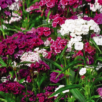 1 Assorted Dianthus Live Plant in Pot, Dianthus Carnation Perennial Plant Live, Very Fragrant Mixed Random Colors