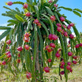 Set of 3 Dragon Fruit Cuttings, White Dragon Fruit Plants from 10 to 12 Inches Tall, Dragon Fruit Live Plants, Live Dragon Fruit Plant for Garden, No Roots
