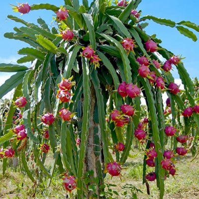Set of 3 Dragon Fruit Cuttings, White Dragon Fruit Plants from 10 to 12 Inches Tall, Dragon Fruit Live Plants, Live Dragon Fruit Plant for Garden, No Roots