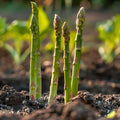 10 Asparagus Bare Roots, Asparagus Crowns for Planting, Hardy Perennial Vegetable Garden Starter Roots (Green Asparagus)