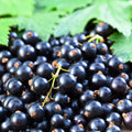 Live Currant Bush Plant Fast Growing, Ready Bear Fruit Within 1 Year - No NC, WV, NH, 6-14" Tall, Great for Backyard or Orchard Growing, Currant Plant (Black)