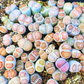 20 Lithops Live Plants, Multicolor Lithops Succulents Plants Live for Planting