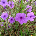 Mexican Petunias Live Plants, Purple Mexican Petunia Plant Live in 4" Pot, Starter Plant from 3 to 5 Inches Height, Vibrant Shrub for Outdoor Garden