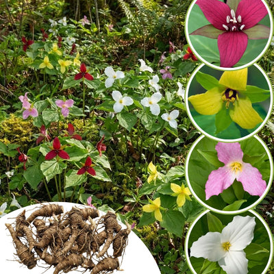 10 Mix Trillium Bulbs, Perennial Flower Bulbs for Garden, Large Bulbs, Trillium Flower Bulbs, Trillium Roots for Planting