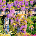 Purple Blue Wisteria Tree Live Plant, Violet Wisteria Live Plant, Wisteria Vine for Planting Outdoors, 2.5 Inch Pot