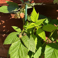 2 Caroline Red Raspberry Plants Live, Sweet Raspberry Bush 4-6 Inches Tall, Edible Fruit Tree for Outdoor Growing
