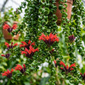 Curly Lipstick Plant Live, Red Curly Lipstick Plants Live Houseplants, 3 Inc Pot, 3-5 Inc Tall, Rare Trailing Indoor Plant for Home and Office Display