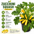 Yellow Summer Squash Live Plant in 4 Inch Pot, 4-6" Tall Zucchini