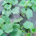 2 Cucumber Plants Live, Live Green Cucumber Plants, 3 to 5 Inches Tall, 4 Inches Pot, Cucumber Live Plants, Cucumber Seedling Plants for Growing