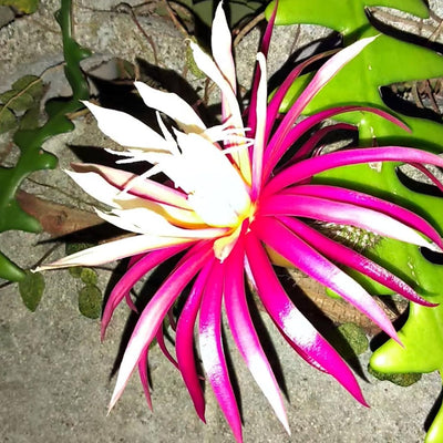 Fishbone Cactus Plants Live for Hanging Basket, Medium Size 4" Pot, Houseplants Epiphyllum Plant, RIC Rac Cactus Plants Live, Pink White Blooms