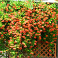 Fragrant Honeysuckle Plants Live Vines, Perennial Lonicera Honeysuckle Plants, 5 to 9 Inches Tall (Major Wheeler)