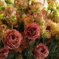 Lisianthus Live Plant, 3-5 Inches Tall, Eustoma Lisianthus Flowers Plant, Flowering Seedlings for Garden and Patio, No Pot
