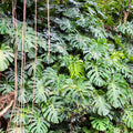 Monstera Deliciosa Live Plant, Monstera Deliciosa House Indoor Plant Live in a 4 Inches Pot