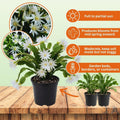 White Easter Cactus Plant Live, 4 Inc Pot, House Plant Live, Holiday Cactus Plants Indoor Outdoor Gardening