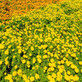 2 Live Plants, Marigold Plants Live, Yellow Marigold Flower Plants Yellow Flowering Plant, 4 to 7 Inc Long Gardening
