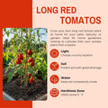 Tomato Plants Live for Planting, Long Red Tomato Plant, 6-8 Inc Tall, Tomatoes for Indoor Outdoor Planting