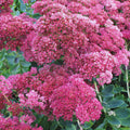 Autumn Sedum Plant Live, Quart Pot, Sucullent Plant Live Indoor Outdoor, Sedum Flower Live Plant from 4 to 6 Inc Tall