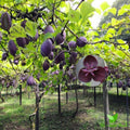 Akebia Quinata Live Plant, Akebia Quinata Chocolate Vine Plant in 2.5'' Pot, Flower Climbing Vines, 2-3'' Tall, Edible Fruit Tree for Outdoor Planting, Perennial Plants
