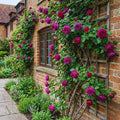 Climbing Roses Live Plant, Climbing Rose Plant Live, 5 to 7'' Tall, Fragrant Flower Bush Plants for Gardening (Purple)