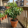 HASS Avocado Tree Live Plant, Avocado Plant, Cold Hardy, 6-12 Inc Tall