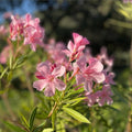 Pink Oleander Plant Live, Oleander Flowering Bush 4-8'' Tall, Shrub Live Plant for Indoor Outdoor Landscape