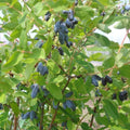 2 Live Haskap Honeyberry Plant 4–8" Tall, Hardy Blue Honeyberry Plant, Edible Berry Shrub for Garden and Landscape, No Pot