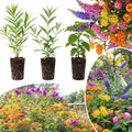 Pack 3 Assorted Flower Live Plants, Plumbago, Buddleia, Lantana, Milkweed Plants Live, 4 to 7'' in Height