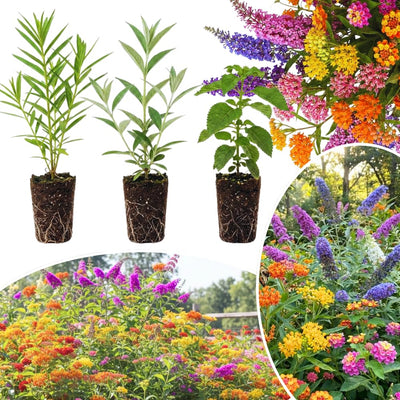 Pack 3 Assorted Flower Live Plants, Plumbago, Buddleia, Lantana, Milkweed Plants Live, 4 to 7'' in Height