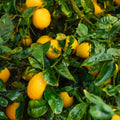 Yellow Lemon Tree Live Plant, 3-5 Inches Tall for Planting