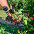 Triple Crown Thornless BlackBerry Live Plant, 5-8" Tall, Hardy BlackBerry Bush, Sweet BlackBerry Fruit Plants Live for Planting in Garden, No Pot
