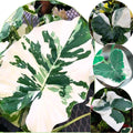 2 White Green Colocasia Live Plants, Alocasia Elephant Ear Live Plant for Growing, 4-6" Tall, Cold Hardy, Indoor Outdoor Planting