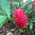 2Pcs Awapuhi Shampoo Ginger Roots, Zingiber Zerumbet Pinecone Ginger for Outdoor Planting, Fresh Ginger Rhizomes to Grow