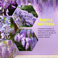 Purple Wisteria Tree Live Plant Well Rooted in 4 Inch Pot, Fragrant Wisteria Flowers for Outdoor Planting, 4 to 7 Inches Height
