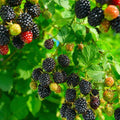 03 BlackBerry Bushes Plants Live, 4-6" in for Spring Planting, Outdoor Growing, High-yielding Blackberries Trees, (Triple Crown Thornless BlackBerry)