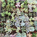 6 Pack Live Succulent Plants Assorted Potted Succulents Plants Live House Plants Succulent Plants Live Houseplants with Soil, No Pot