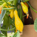 2 Zucchini Plants Live, Yellow Squash Zucchini in 4 Inches Pot, 4-6 Inches Tall, Summer Squash Plant for Planting Outdoor