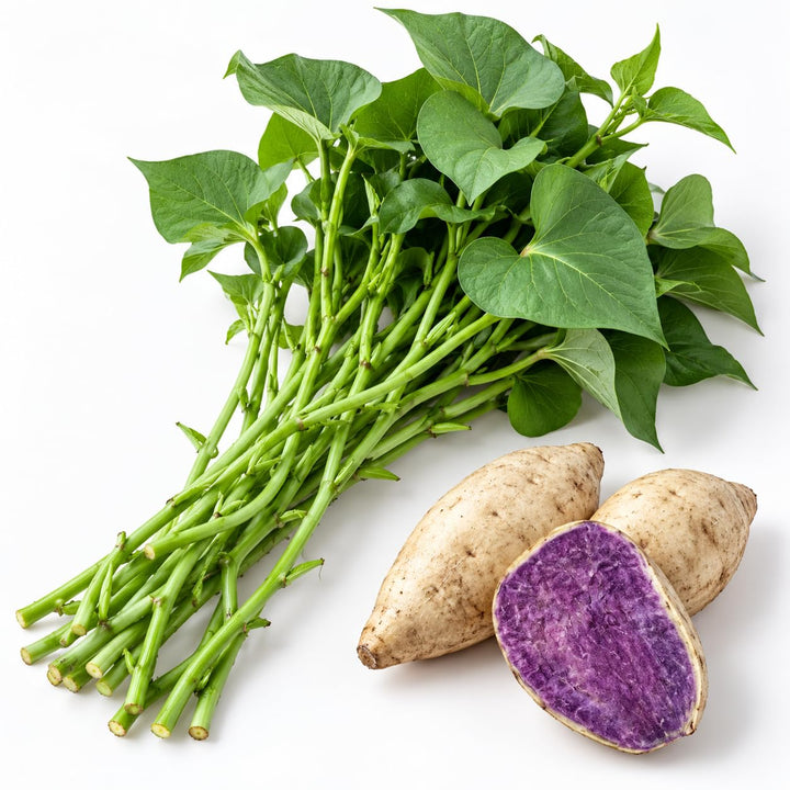 10 White Purple Sweet Potato Slips, Live Cuttings for Garden Planting